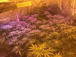 Mars Hydro Led Grow Light Discussion Page 2101 420