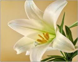 easter lilies tips to care for your
