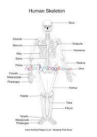 Wherever you looked, there were vampires, ghosts, or bony skeletons grinning back at you. Human Skeleton Printables