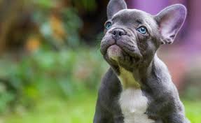 French Bulldog Cost 2023 Guide