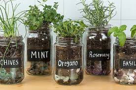 Repurpose A Healthy Kitchen Herb Garden