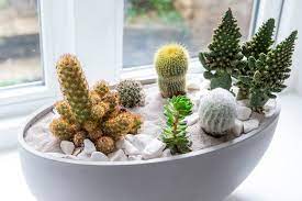 Weekend Project Make A Cactus Bowl