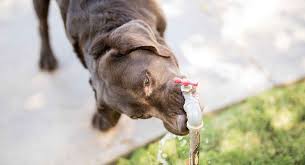 Your dog won't drink water and you're wondering why? Water Intoxication In Dogs Pups That Drink Too Much