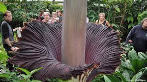The corpse flower takes ten years to build up enough energy to bloom, but mysteriously, dozens of them bloomed within weeks of each other in 2016. Rare Corpse Flower Finally Blooms In Germany Environment All Topics From Climate Change To Conservation Dw 17 07 2012