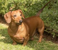 top 9 pet insurance plans for dachshunds
