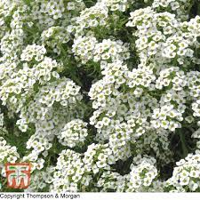 alyssum carpet of snow seeds