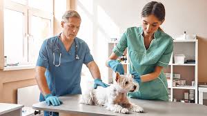 The first step to getting a vet assistant job is writing a resume that will pass the strictest vetting procedures. Enroll In The Veterinary Assistant Program At Skagit Valley College
