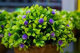 Small green purple and different color leafy plant pots hanging wooden wall. Purple Flowers Flower Vase Flower Green Leaves Small Flower Decorative Plant Purple Vase Blossom Floral Pikist