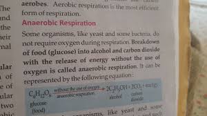 Aerobes Aerobic Respiration Is The