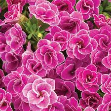 pink flowers for your garden