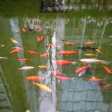 Feed Goldfish In Outdoor Ponds