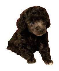 JP's Southern Poodles | Toy Poodle Breeders gambar png