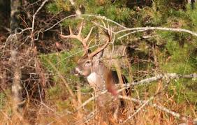 How To Hunt Louisiana S Piney Woods