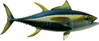 tuna yellowfin fish mounts