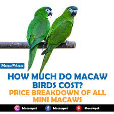 how much do macaw birds cost