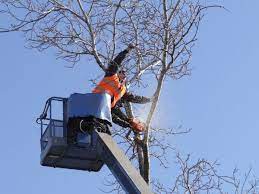 It's a fact that the albuquerque tree services competitive market place in albuquerque the best company to hire for all your tree services including tree removal, tree trimming, stump grinding and critical storm damage. Professional Tree Removal Albuquerque Nm Bristle Tree Service