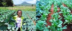 Image result for List Of Vegetables In Kenya