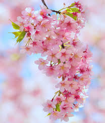Gli alberi da giardino sono elementi fondamentali di ogni angolo verde; Cherry Blossoms Fiori Primaverili Coltivare I Fiori Fiori Rosa