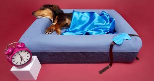 14 very best dog beds 2024 the strategist