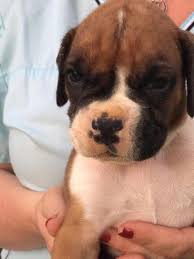 See our available puppies for sale in grand rapids, michigan. Akc Boxer Puppy For Sale For Sale In Hillsdale Michigan Classified Americanlisted Com