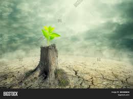 To accurately figure out how to save dying trees, it is essential to first determine the problems by to identify a dying tree, these are the signals to watch out for. New Beginning Cycle Image Photo Free Trial Bigstock