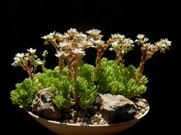 Sedum hirsutum (Hairy Stonecrop) | World of Succulents