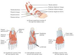 Muscles Of The Lower Leg And Foot Human Anatomy And