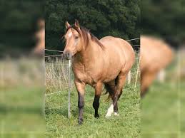 Buckskin, grulla, and other colors are by request when mares of a. Ari Mustang American Stallion Buckskin