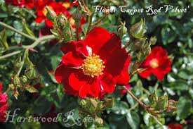 hartwood roses mottisfont hrf trip to