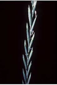 Plants Profile for Elymus repens (quackgrass)