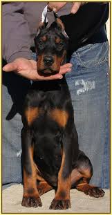 These affectionate, playful, and energetic doberman puppies are ready for their forever home! King Doberman Puppies For Sale