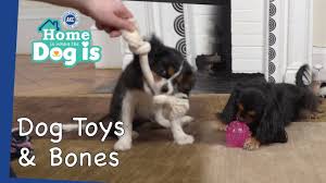 8 dog toys and bones home