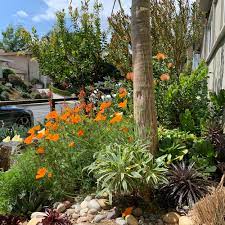 A Drought Tolerant California Garden