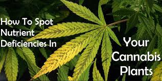 However, chances are you'll be able to save your plants if you catch the they can hide in the unexpected and narrowest places like between stem and leaves, nested in dried up leaves, under pots, tables. How To Spot Nutrient Deficiencies In Your Cannabis Plants