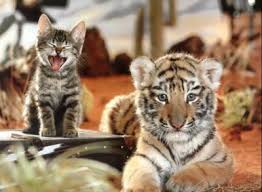 chat et tigre