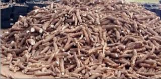 Image result for How To Start Cassava Farming Business In Nigeria