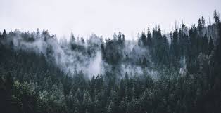 Wallpaper Green Forest Fog Nature