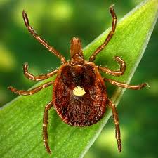 Mystery illness from tick bites leads to rare 'red-meat allergy'