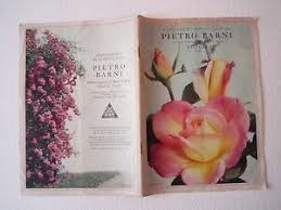 I fiori per l'anniversario di matrimonio dei 50 anni sono le rose gialle. Agricoltura Giardinaggio Piante Pietro Barni Pistoia Fiori Rose Catalogo Anni 50 Ebay