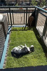 Diy Balcony Dog Potty Areas With Real