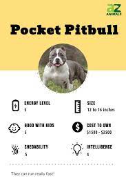 pocket pitbull dog breed complete guide