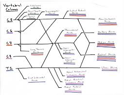Concept Map Anatomy And Physiology