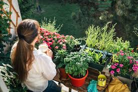 Vegie Pot Gardening On Your Balcony