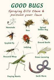 good vs bad bugs in your garden