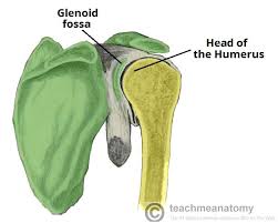 The shoulder muscles bridge the transitions from the torso. The Shoulder Joint Structure Movement Teachmeanatomy