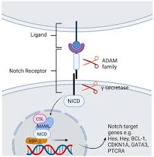 Notch Signaling In Acute Inflammation