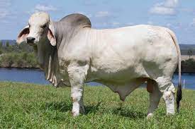 Brahman cattle (zebu) many domestic varieties of a species of ox native to india. Ncc Brahman Bull Sets 325 000 All Breeds Record Price Updated Beef Central