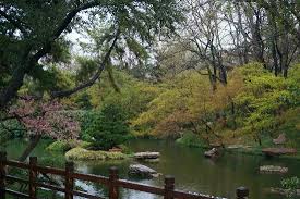 cherry blossoms at the anese garden