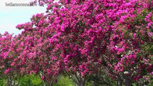 These beautiful trees brighten up any lawn in the spring when they put on their flowery show. Beautiful Flowering Trees Crepe Myrtles Youtube