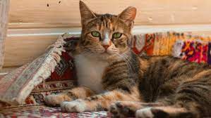 cat licking the carpet why does she